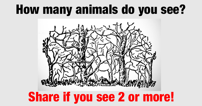 how-many-animals-do-you-see